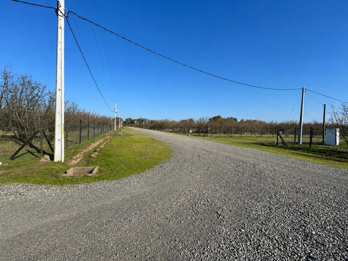 Parcela 5000m2 En Proyecto Los Avellanos, Zapallar, Curicó
