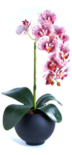 Arranjo De Orquídea Mesclada Em Vaso Preto Fosco Drica