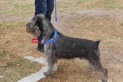 Pechera Con Correa  Para Schnauzer Economica Rbk