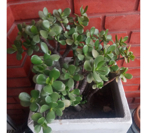 Plantas Varias Suculentas Arbol De Jade Planta Moneda.leer