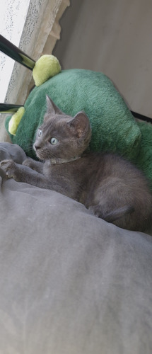 Gato Azul Ruso: Elegancia Y Carácter En Tu Hogar