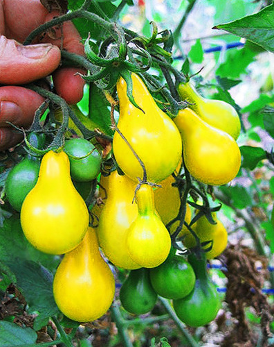 1000 Sementes De Tomate Pera Amarela Perinha 