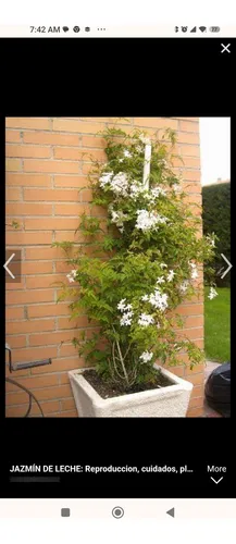 Sjazmin  Chino O De Leche.trachelospermum Jazminoides