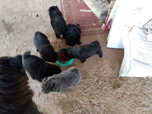 Imagem 3 de 4 de Filhotes De Chow Chow Ligitimos