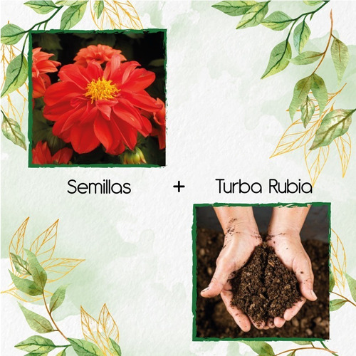 60 Semillas Flor Dalia Sencilla  + Turba De Germinación