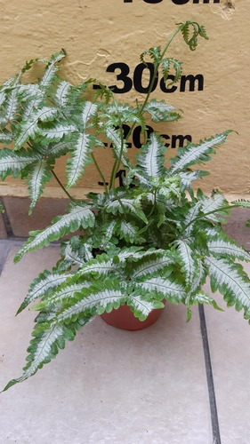 De Semilla Helecho Plateado Planta Colgante Pteris Argyraea