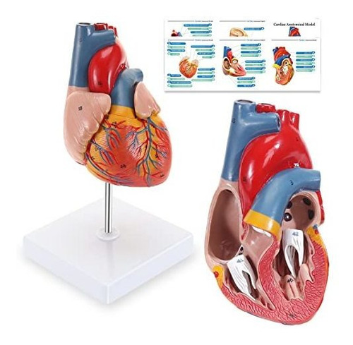 Asintod Modelo De Corazón Humano, Modelo Anatómico Cardíaco | Meses sin  intereses