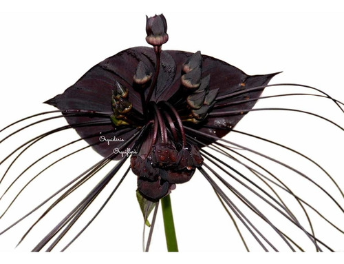 Muda Jovem Planta Morcego Tacca Chantrieri Flor Negra | MercadoLivre Muda Jovem Planta Morcego Tacca Chantrieri Flor Negra | MercadoLivre