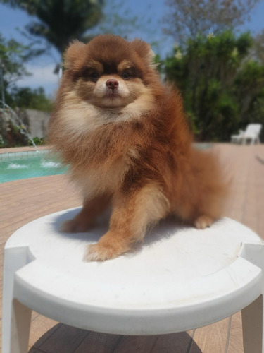 Pomerania Choco Mini Cara De Oso Chocolate