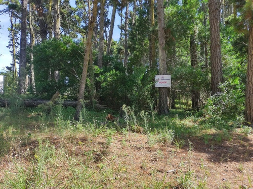 Imagen 2 de 2 de Lote Alto Bien Forestado, En El Bosque De Mar Azul.