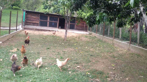 Imagem 13 de 14 de Lindo Sitio Para Renda Formado Ref 1211