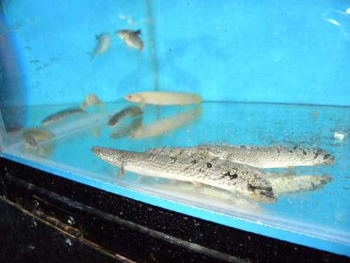 Pez Dragón Bichir Polypterus Delhezi - Peces Tropicales