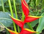 3 Mudas De Heliconia Stricta