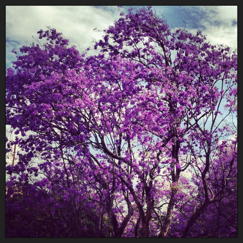 Ipê Roxo 100 Gr Erva Seca Para Chá