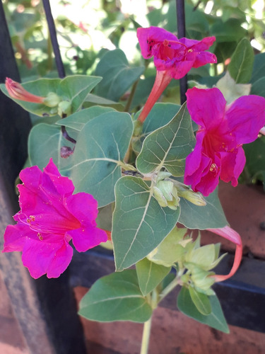 Semillas De Flores Silvestres San Diego Aromáticas