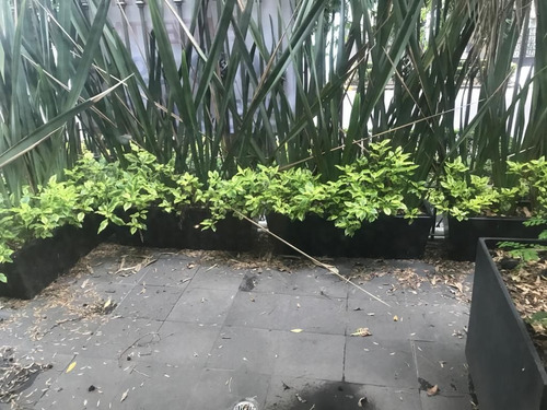 Imagen 3 de 26 de Garden Con O Sin Muebles 3 Terrazas Elegante Y Amplio