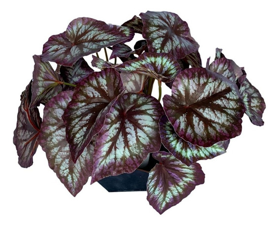 Begonia Artificial | MercadoLivre 📦