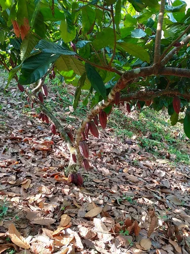 Vendo Finca En Yolombo Antioquia