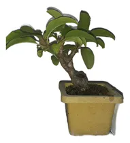 Comprar Bonsai De Ombu.mini Bonsai De Jinsei Bonsai