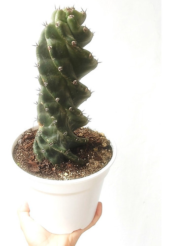 Cactus Espiral Planta