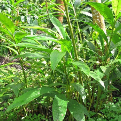 Kit 3 Cardamomo Semente Especiaria E Gin Verdadeiro 20g Cada