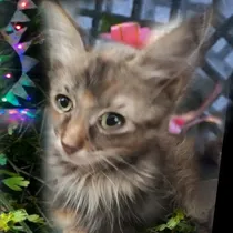 Comprar Gatitos\u002Fas, Bebés, Adopción Responsable 