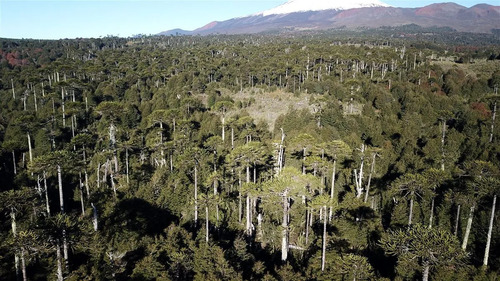 Agrícola En Venta En Temuco