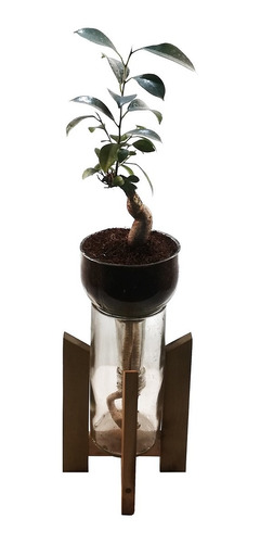 Mini Ficus Little Plant 24 Con Soporte, Maceta Autorregante