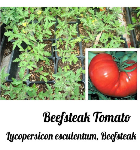 Tomate Gigante Beefsteak - 40 Sementes Para Mudas Heirloom