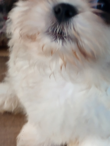 Filhote Shitzu Machinho