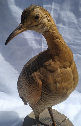 Taxidermia Martineta Colorada Pieza Única