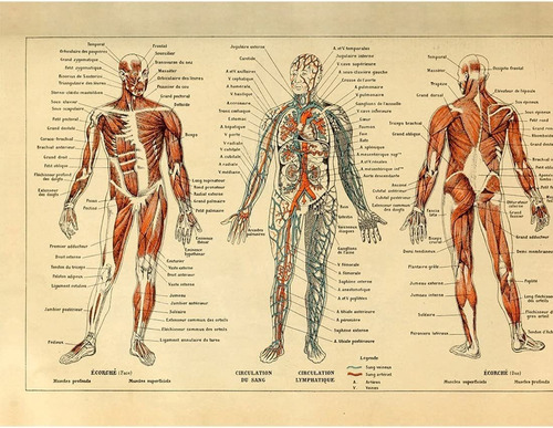 Meishe Art Vintage Póster Impresión Humano Anatomía Referenc