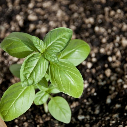 Semillas Albahaca Genovese Gigante 10 Gr (5000-6500semillas)