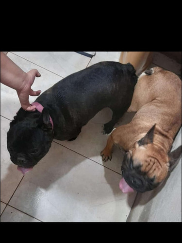 Perros Buglldo Frances, Disponibles