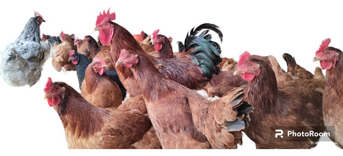 30 Huevos Fértil Incubar Raza Rhode, Black Star, Andaluza