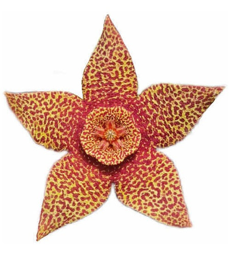 Orbea Variegata Rancho Vista Flor Dragão Ascleps Suculenta