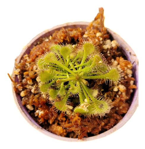 Planta Carnivora Drosera Spatulata