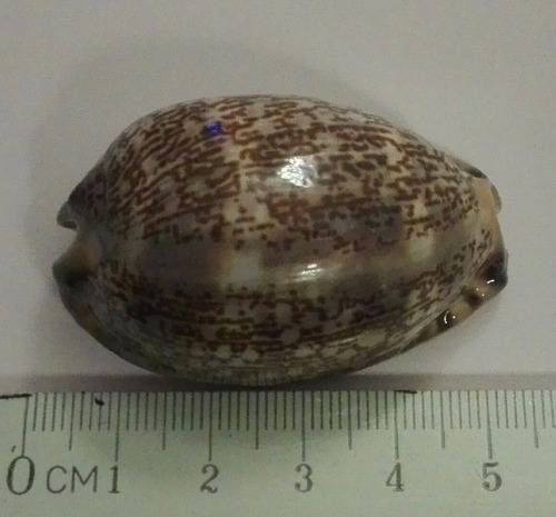 Caracol Concha Marino Buzios Mauritia Arabica Pecera Baño