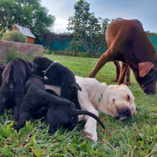 Cachorro Labrador Negro