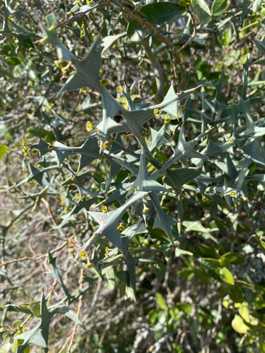 Oportunidad Chacras 5 Hectareas En Maldonado. Sierras De Aigua, Ruta 109. Con Arroyo, Cañadas, Monte Nativo.