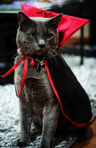 Capa Para Gato Perro Mascotas Pequeñas Halloween Dracula