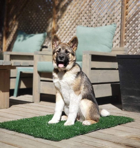 Loobani - Almohadillas De Césped Para Que Los Perros Orinen,