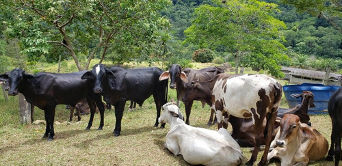 Imagem 8 de 15 de Fazenda Para Venda Em Mascote, Zona Rural - 494_1-1401563