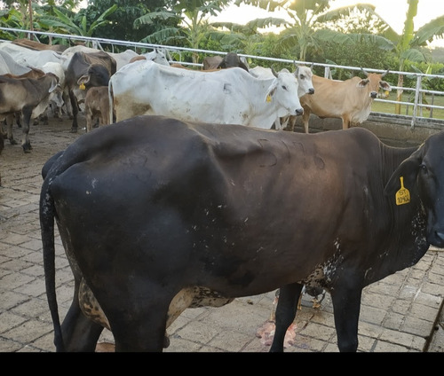 Estado Barinas Se Vende Finca Ganadera Yep11