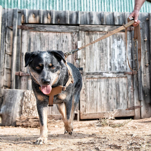 Correa Para Perros Carhartt Con Amortiguación, Marrón/bronce