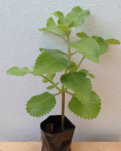 Fotos De La Planta De Oregano Orejon