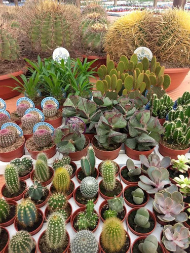 100 Semillas Mixtas De Cactus Y Suculentas Certificadas