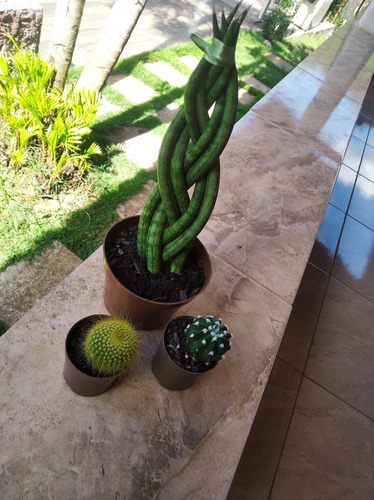 Trio De Uma Lança Trançada E Dois Cactos