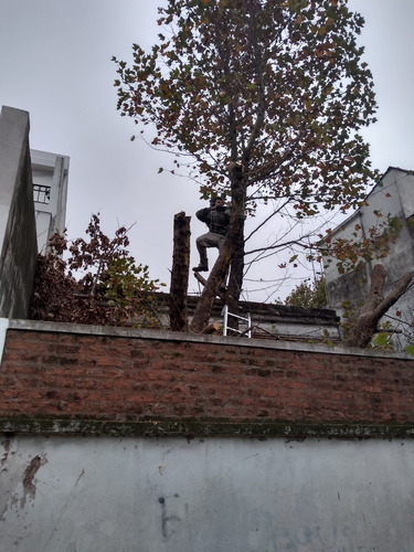 Imagen 4 de 6 de Poda De Arboles