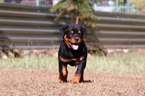 Rottweiler Canil Rottland Número1 Cbkc Df Alto Padrão Alemão